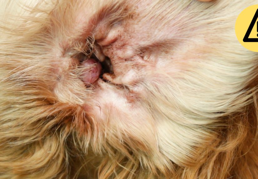 How to Clean Your Dog’s Ears: 6 Easy Steps