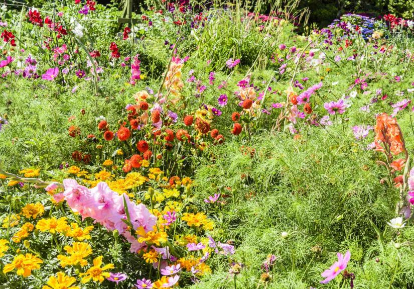 How to Grow a Wildflower Garden That’s Bursting With Colorand Loved by Pollinators