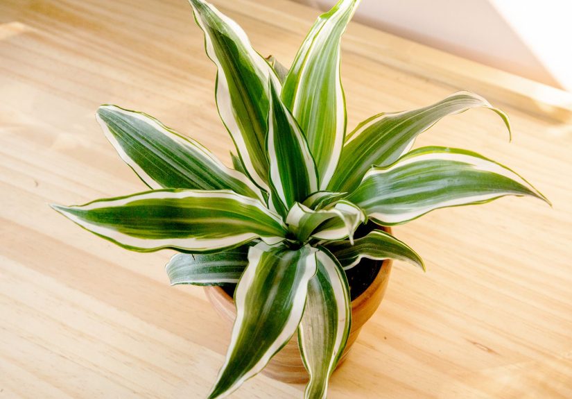 How to Grow and Care for Dracaena Indoors