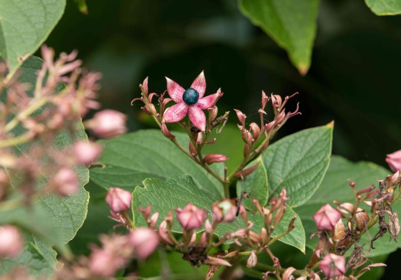 How to Grow and Care for Peanut Butter Tree