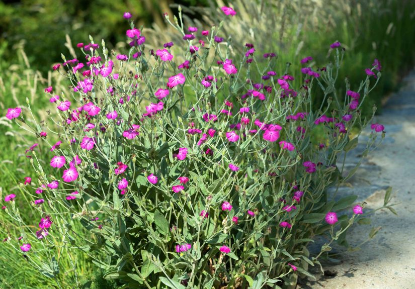 How to Grow and Care for Rose Campion