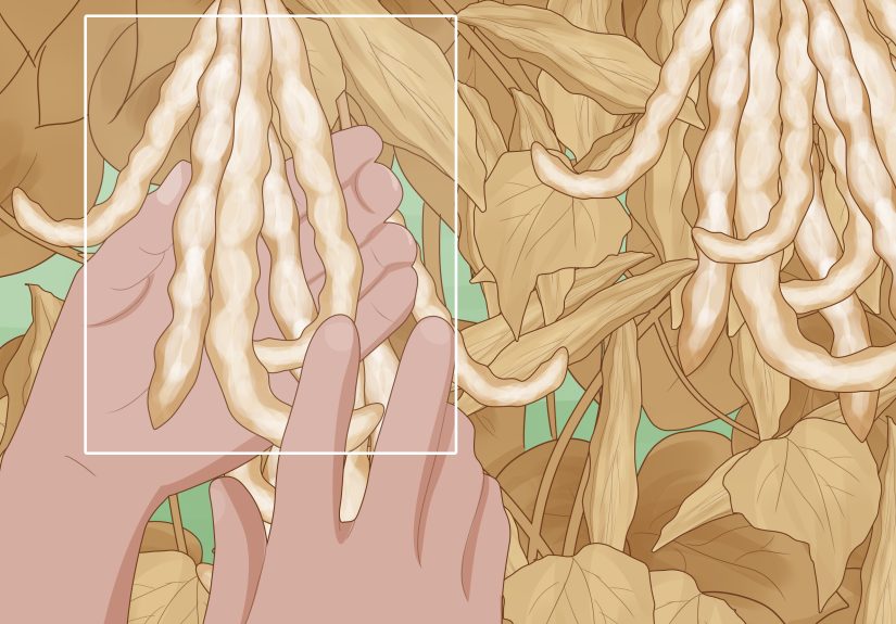 How to Grow Beans in Cotton: 14 Steps