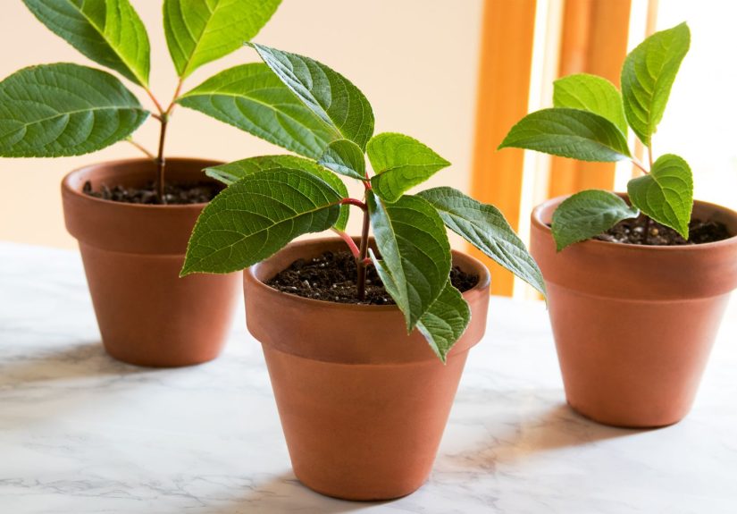 How to Grow Plants from Cuttings to Fill More Pots for Free