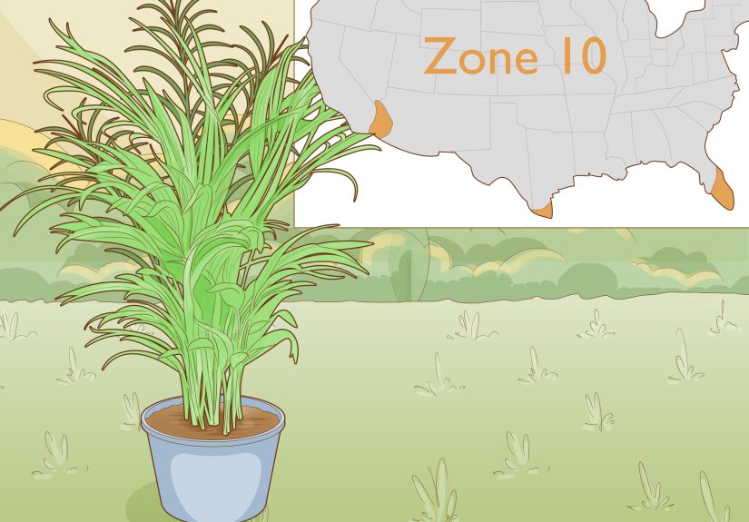 How to Make an Areca Palm Grow Faster: 9 Steps