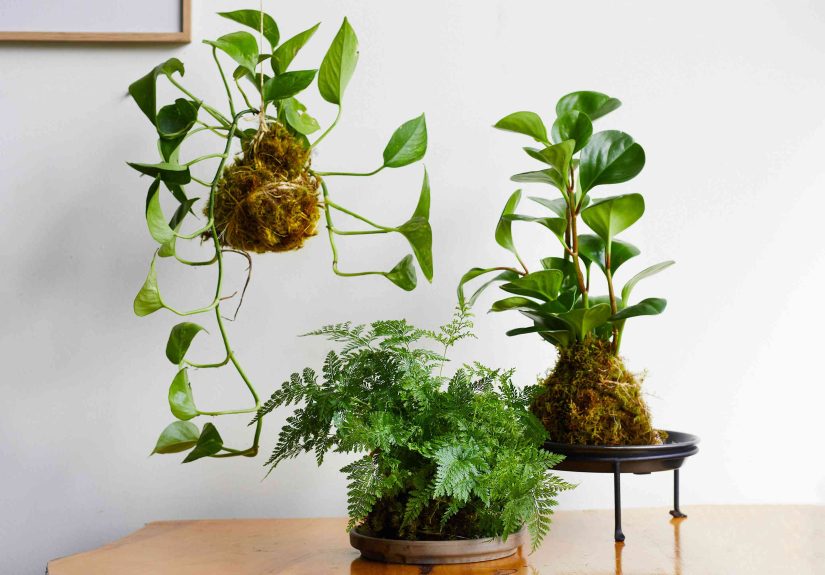 How to Make Kokedama Japanese Art