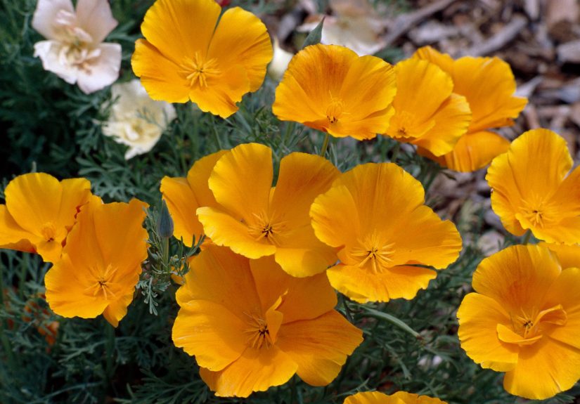 How to Plant and Grow California Poppy