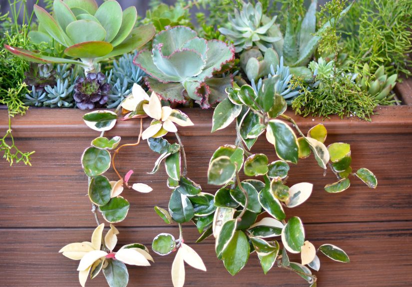 How to Propagate a Hoya Plant from Cuttings Successfully