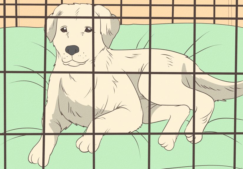 How to Protect Doors From Dog Scratches: 6 Simple Solutions