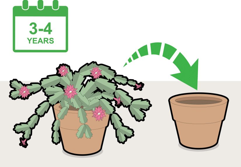 How to Prune a Christmas Cactus: 12 Steps
