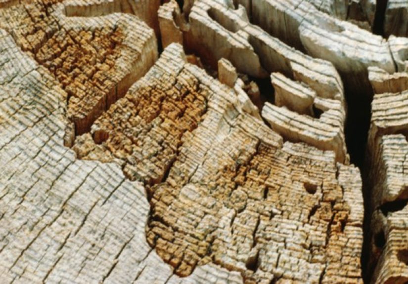 How to Treat Dry Rot in Wood
