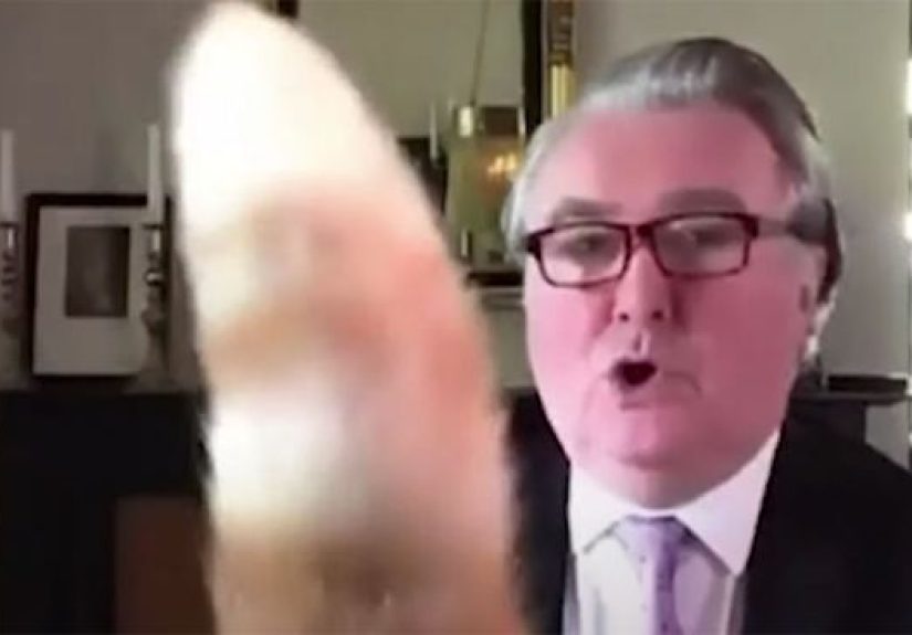 “I Apologize For My Cat’s Tail”: Scottish MP Goes Viral After His Cat Photobombs A Zoom Meeting
