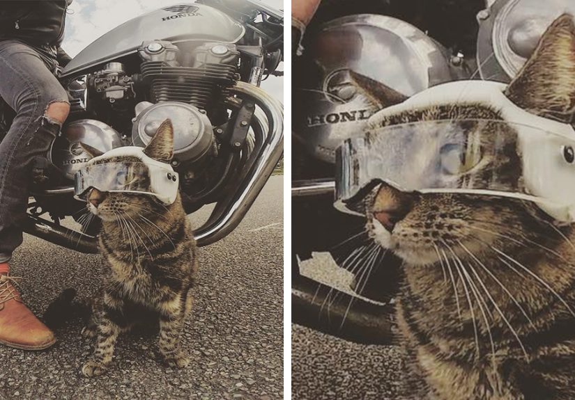 Owner Brings His Adorable Cat On All Kinds Of Adventures