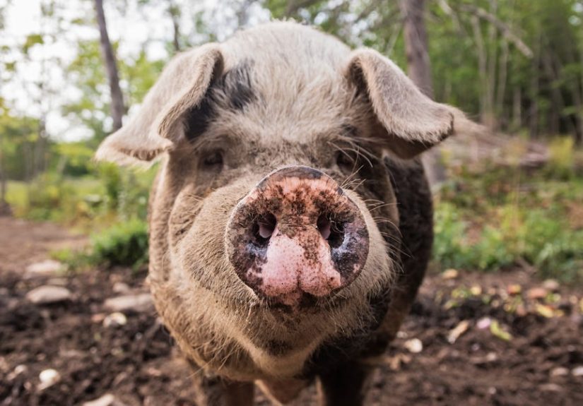 Scientists Are Using Dead Pigs to Find Hidden Graves in Mexico
