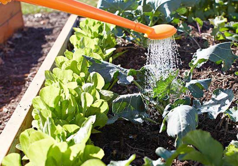 The Basics of Organic Gardening In Raised Garden Beds
