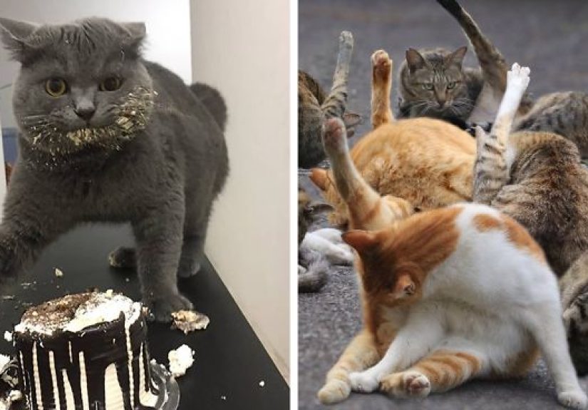The ‘Unflattering Cat Photo Challenge’ Is Trending And It’s Hilarious How Unphotogenic These Cats Are