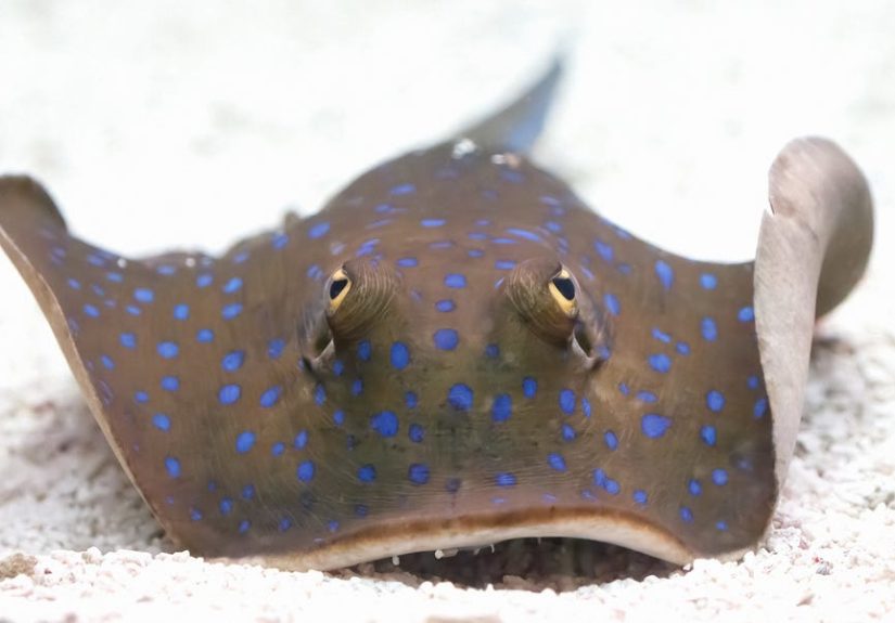 These Fish Can Count, But Scientists Don't Know Why