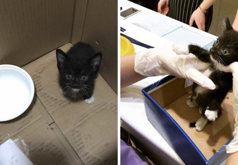 We Rescued This Feisty Dirty Kitty And He Grew Up To Be Such A Dapper Gentleman