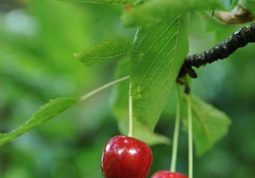 Your Master List of Low-Hanging Marketing Fruit