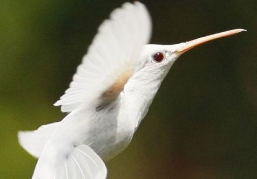 10 Incredible Albino Animals
