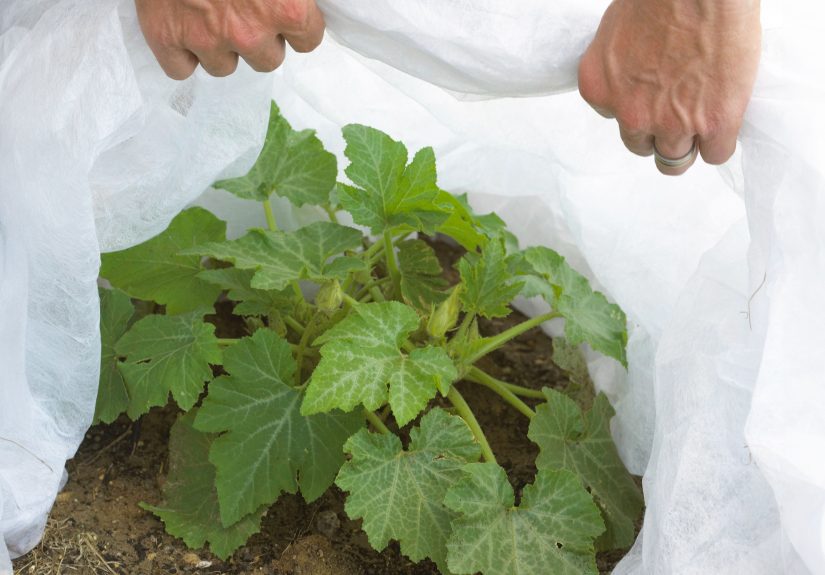 12 Crops You Should Cover Before Frost Hits