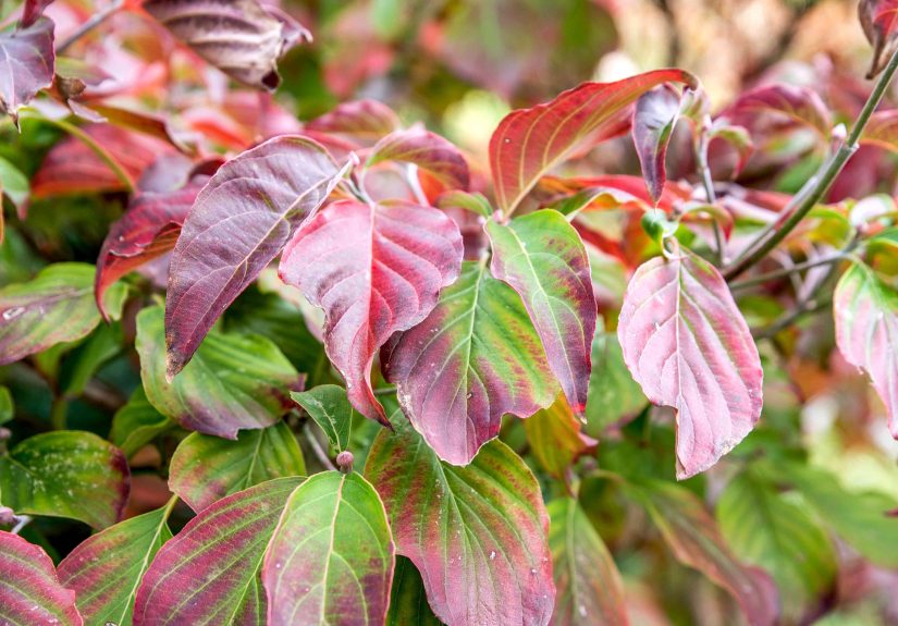 12 Popular Dogwood Trees and Shrubs