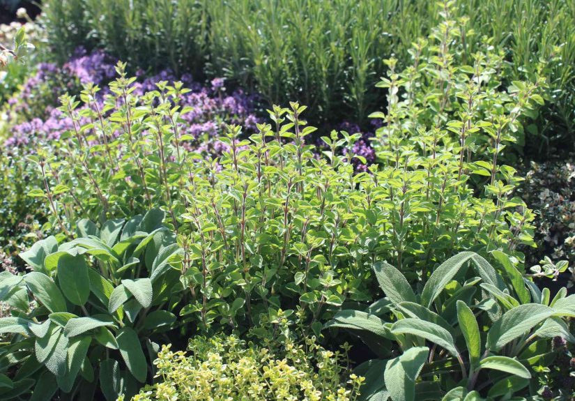 18 Sage Companion Plants for a Healthier Crop