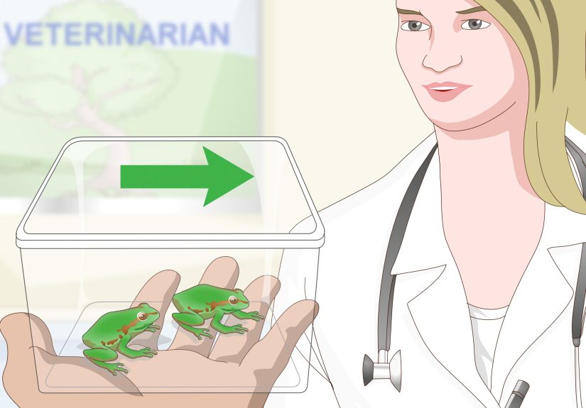 3 Ways to Care for a Pacific Tree Frog
