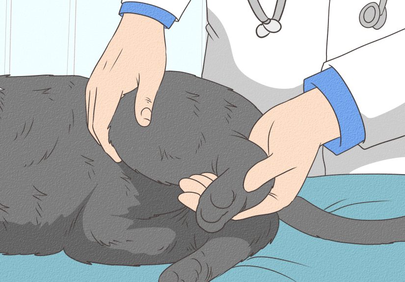 3 Ways to Clean Your Cat's Feet
