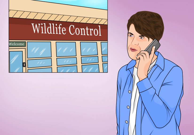 3 Ways to Remove Porcupine Quills