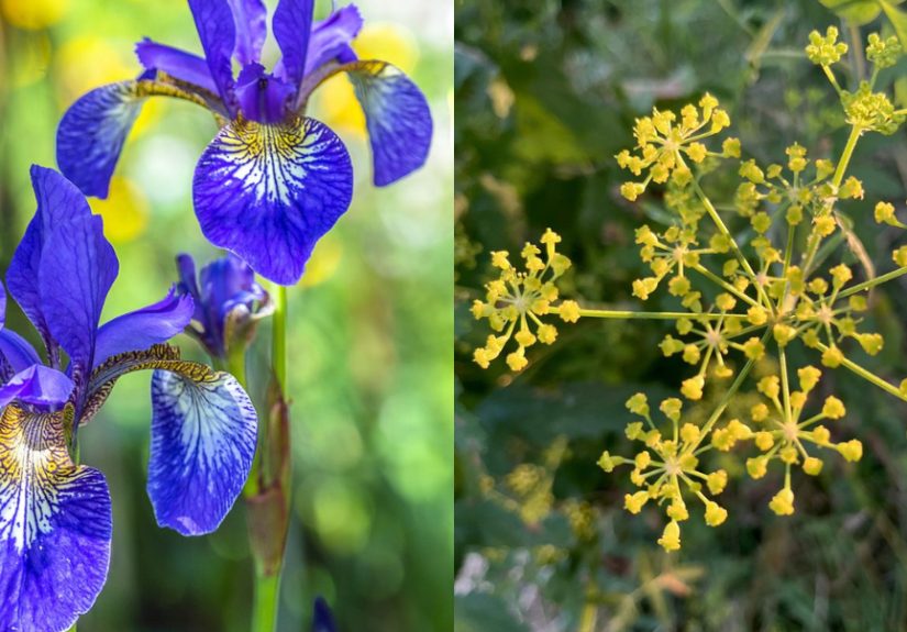 33 Most Poisonous Plants and Flowers