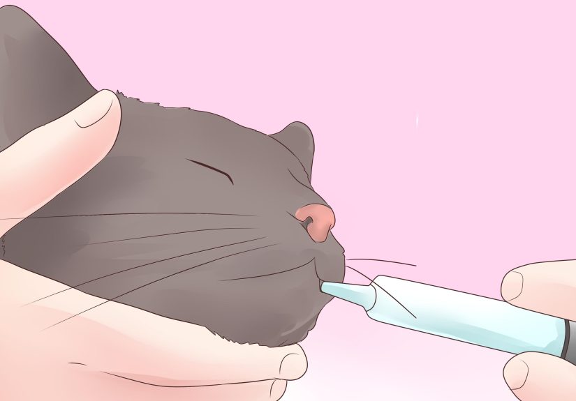 4 Ways to Give a Cat Medicine