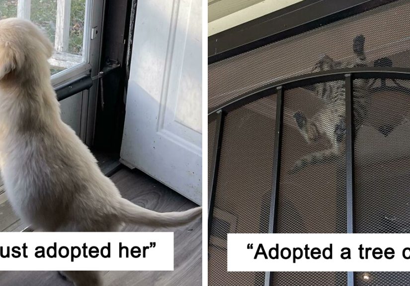 50 Of The Most Wholesome Rescue Pet Photos This December