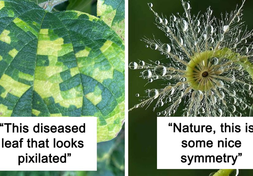 50 Visually Pleasing Examples Of Geometrical Symmetry In Nature (New Pics)