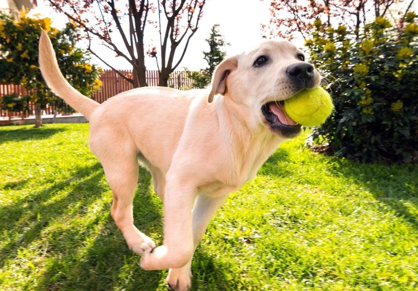 A Flea- and Tick-Free Yard: Keep Your Pet Safe