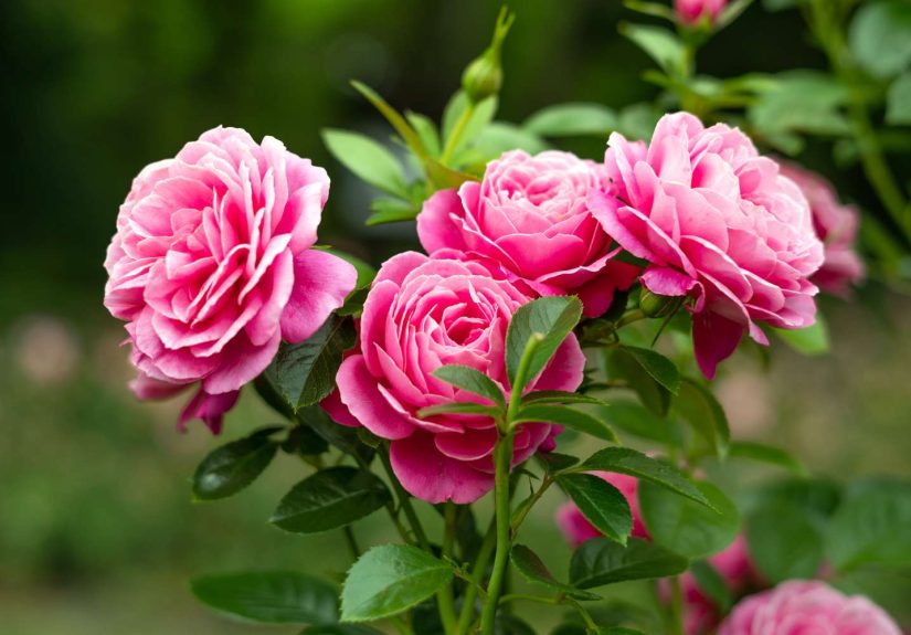 A Year-Round Guide to Pruning Everything in Your Garden