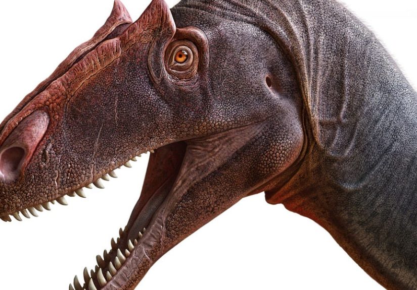 Allosaurus Jimmadseni - New Dinosaur Discovered