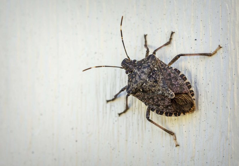 Does Diatomaceous Earth Really Kill Stink Bugs? We Asked Pest Pros