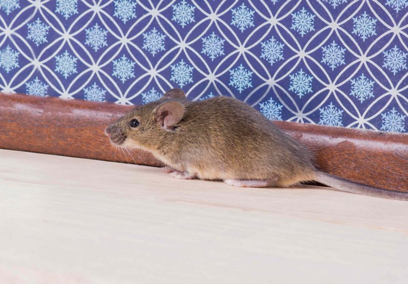 Don’t Wait for WinterHere’s How Pest Pros Mouse-Proof Homes Fast