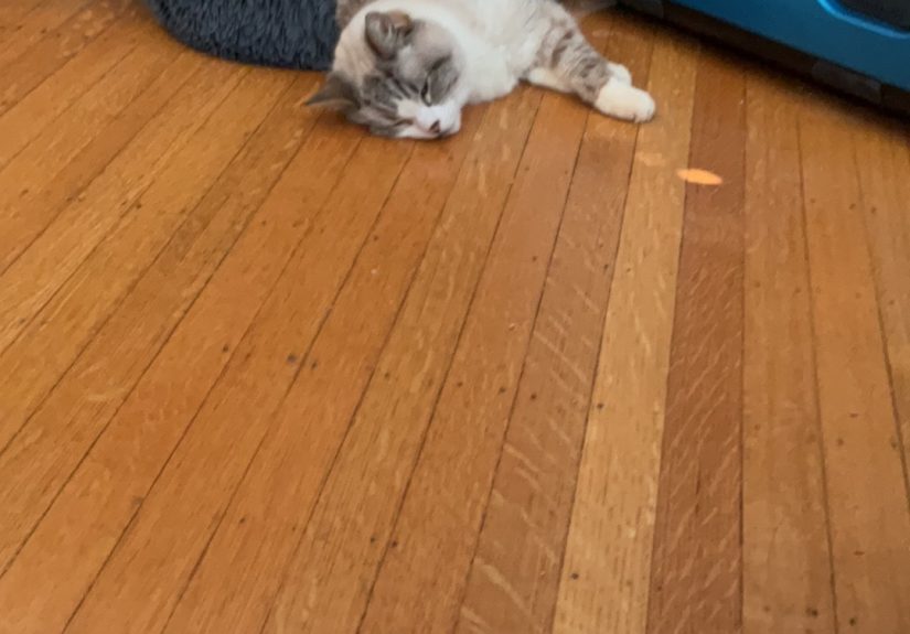 Hey Pandas Post A Funny Picture Of Your Pet!