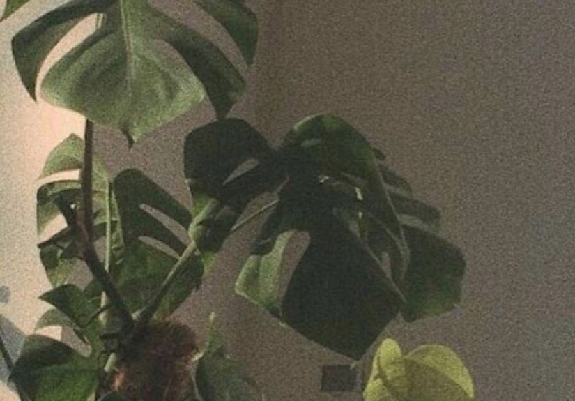 Hey Pandas, What Is Your Favorite Picture Of A Plant That You Captured? (Closed)