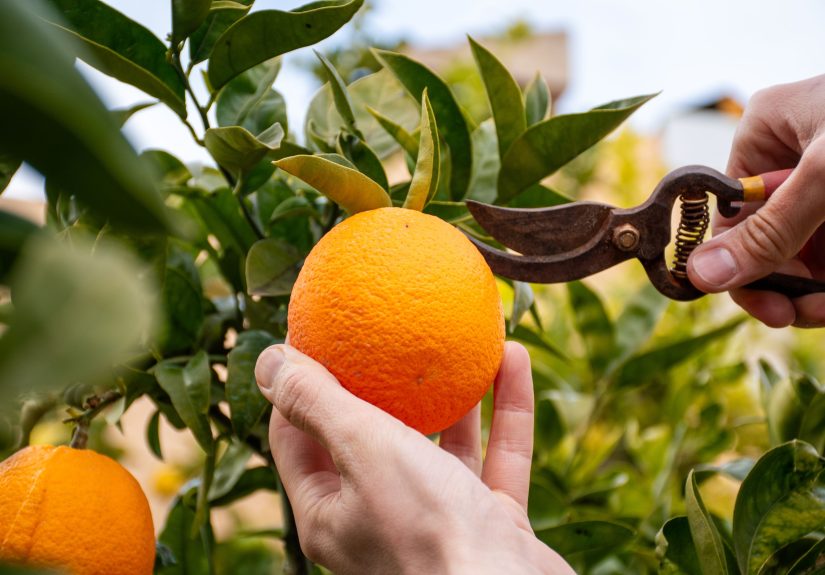 How and When to Harvest Citrus: 4 Expert Tips for Picking at Peak Flavor