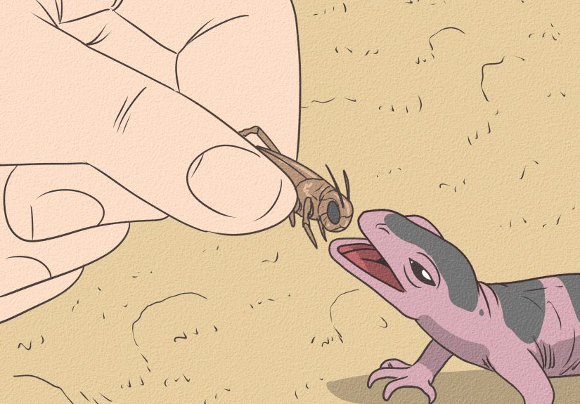How to Care for a Leopard Gecko Egg: 12 Steps