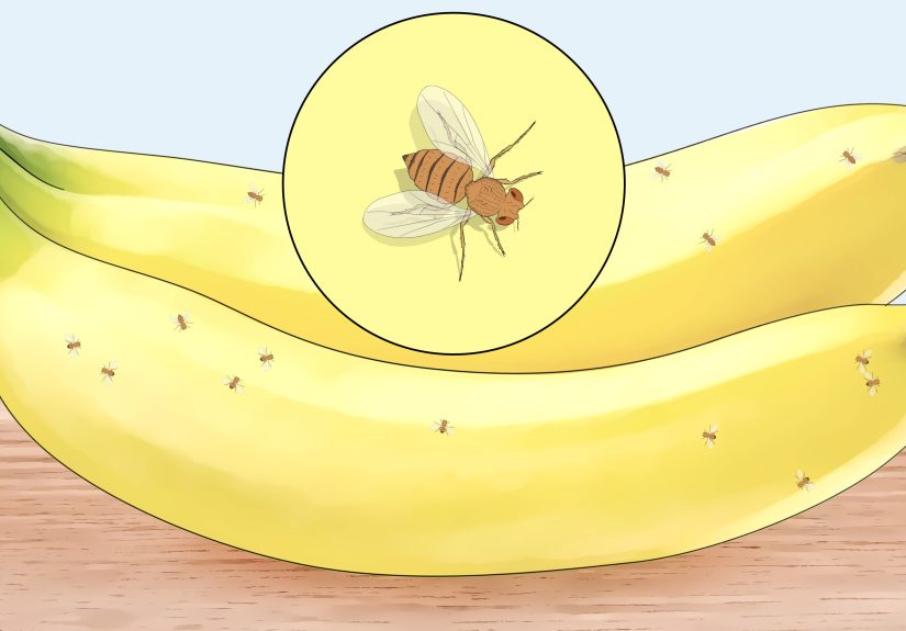 How to Distinguish Between Male and Female Fruit Flies: 9 Steps