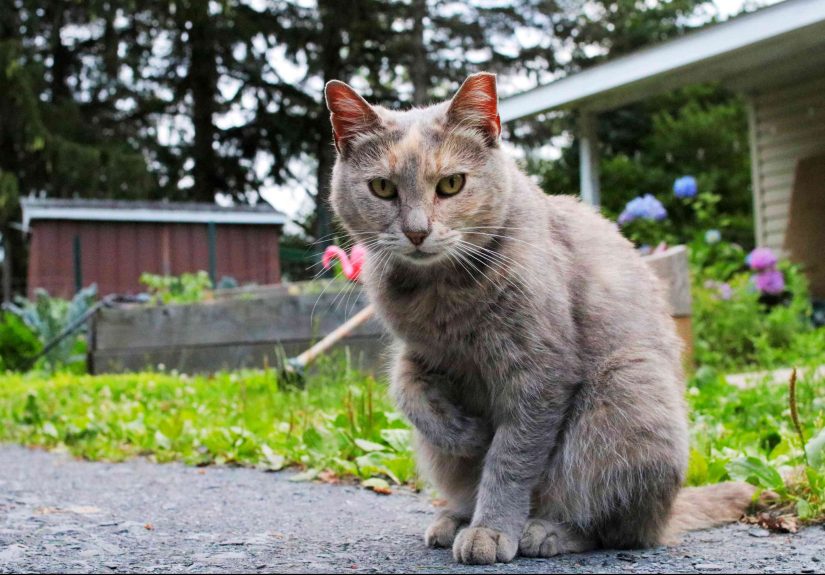 How to Get Rid of Stray Cats