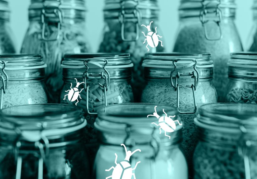 How to Get Rid of Weevils in Your Home, Pantry and Cupboards