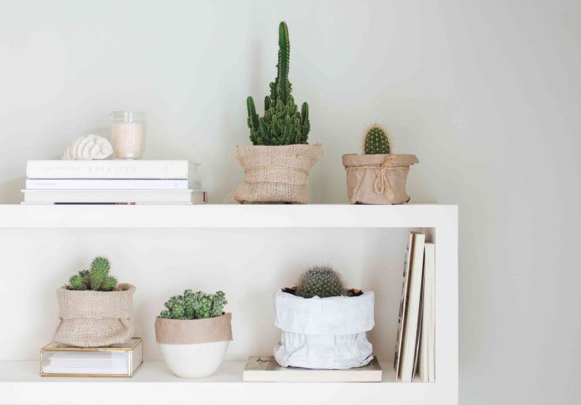 How to Grow and Care For Indoor Cacti