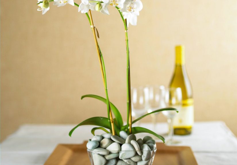 How to Grow and Care for Moth Orchid