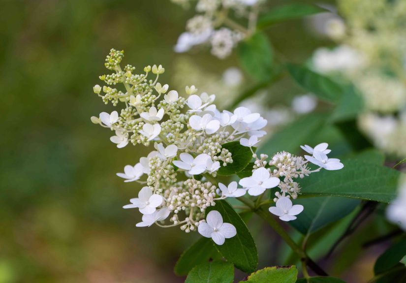 How to Grow and Care for Tardiva Hydrangea