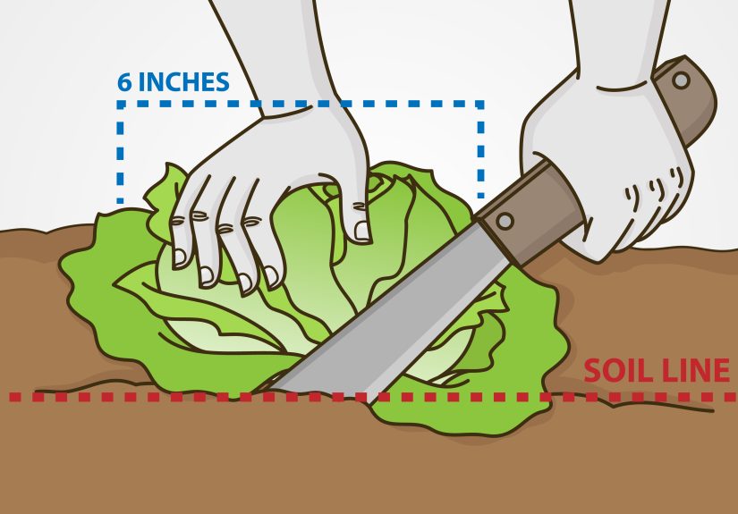 How to Grow Iceberg Lettuce