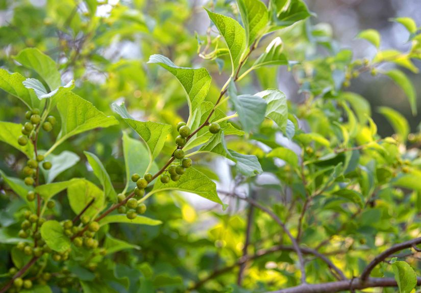 How to Identify & Remove Oriental Bittersweet